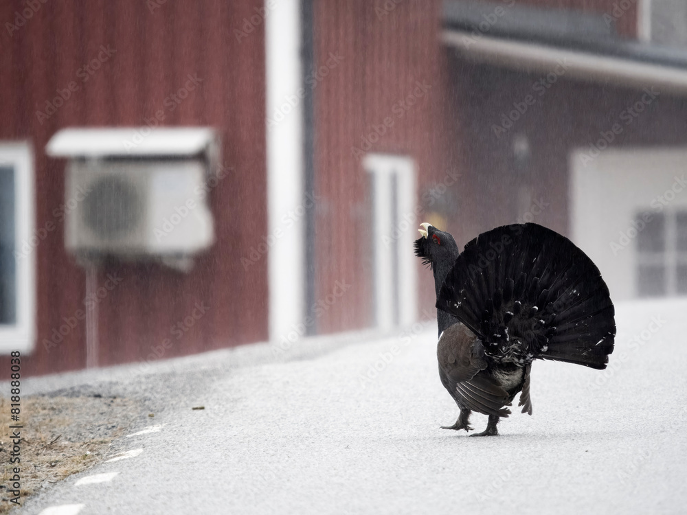 Obraz premium Capercaillie, Tetrao urogallus