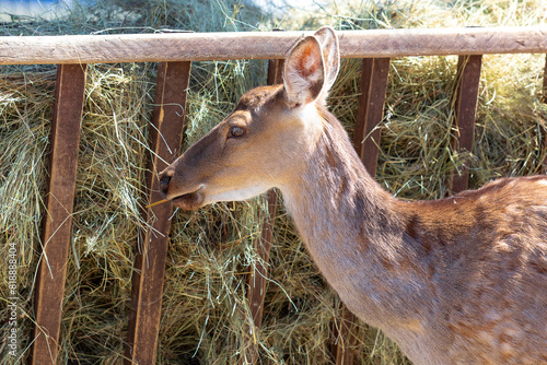 deer eating the hay 