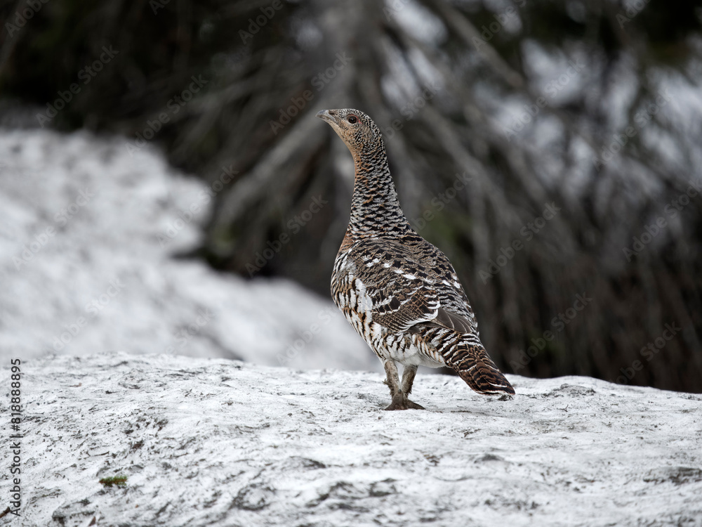 Obraz premium Capercaillie, Tetrao urogallus