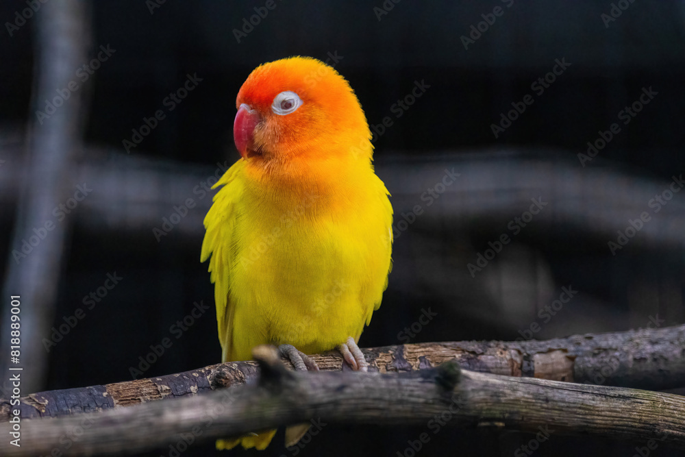 Obraz premium A yellow and orange bird is perched on a branch