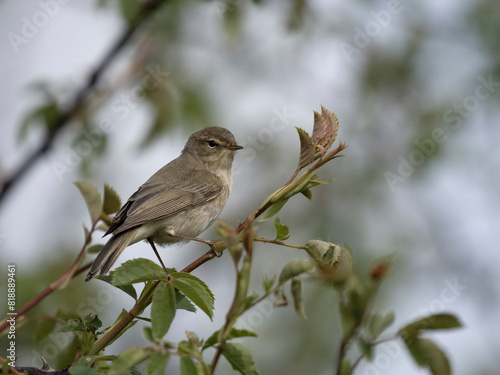 Chiffchaff, Phylloscopus collybita