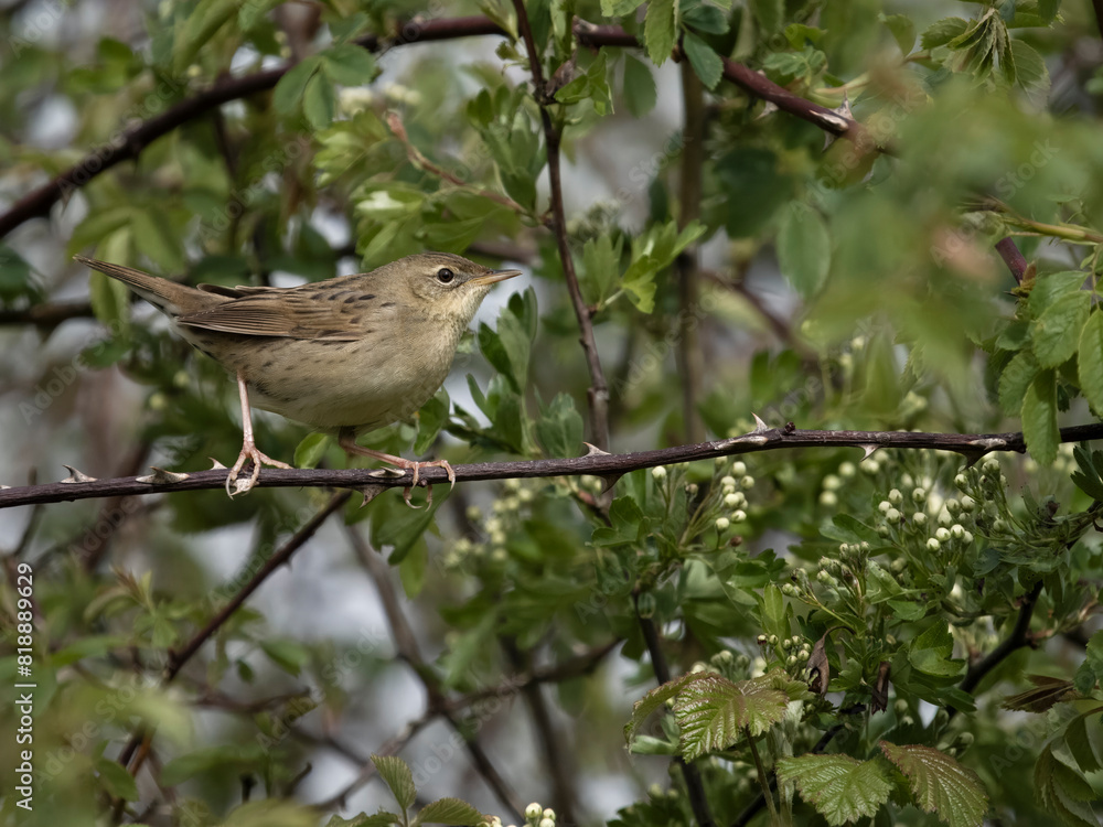 Grasshopper warbler, Locustella naevia Grasshopper warbler, Locustella naevia