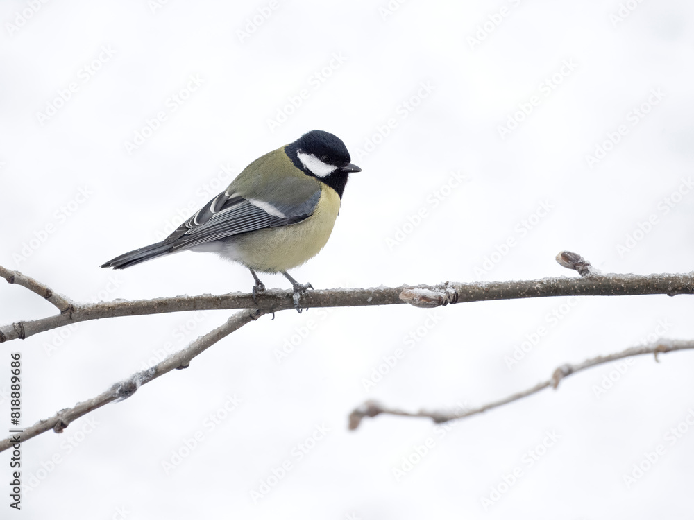 Obraz premium Great tit, Parus major
