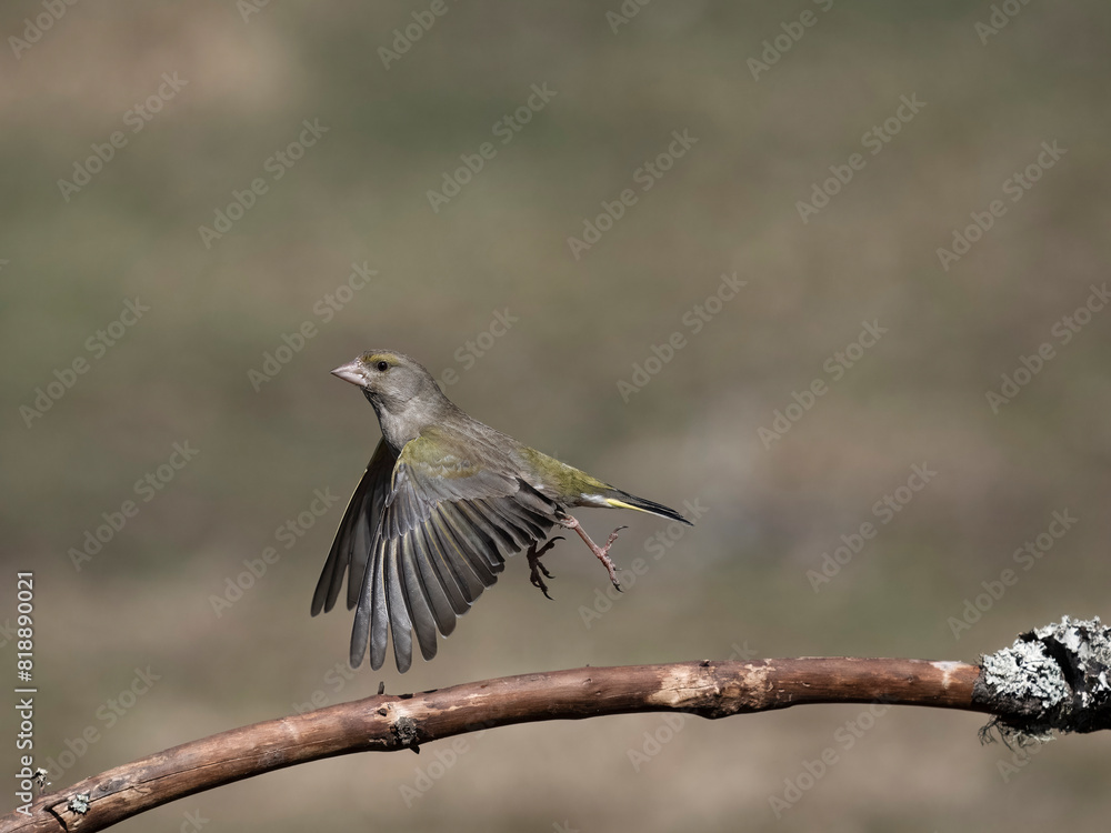 Obraz premium Greenfinch, Chloris chloris