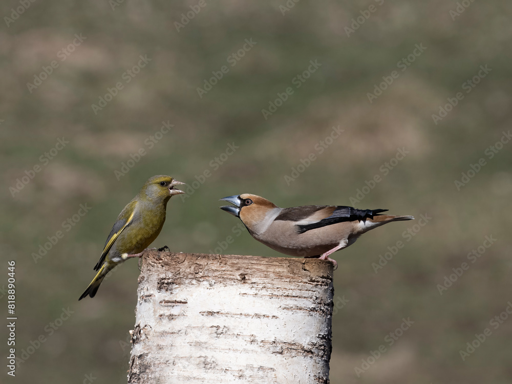 Hawfinch, Coccothraustes coccothraustes Hawfinch, Coccothraustes coccothraustes