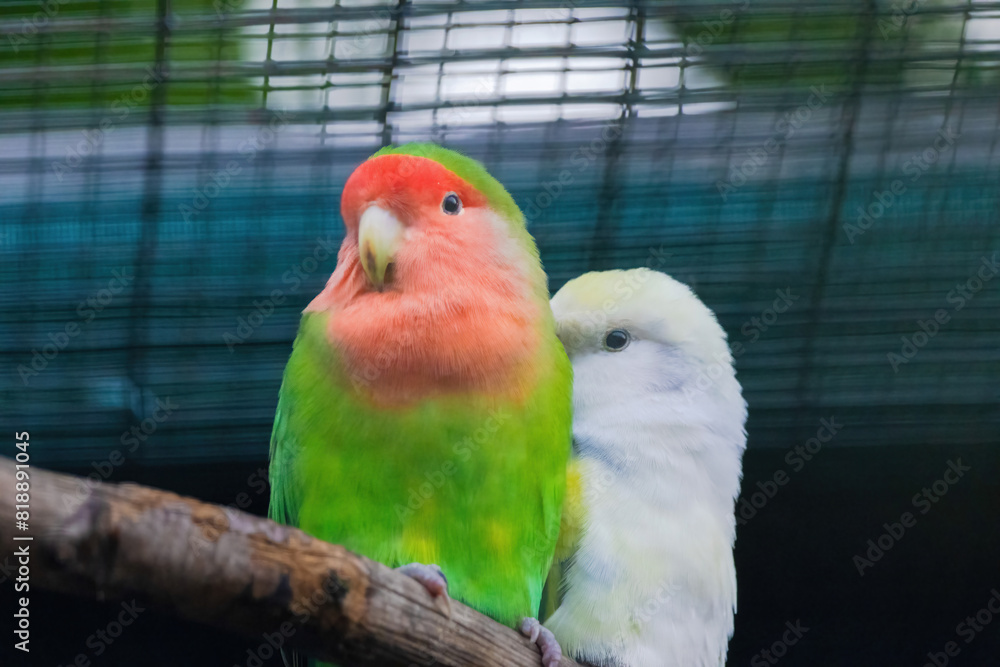 Obraz premium A green and yellow Budgerigar bird is perched on a branch