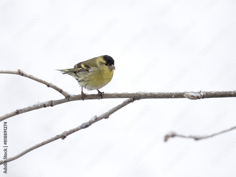 Siskin, Carduelis spinus Siskin, Carduelis spinus