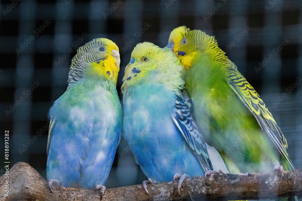 Obraz premium A green and yellow Budgerigar bird is perched on a branch