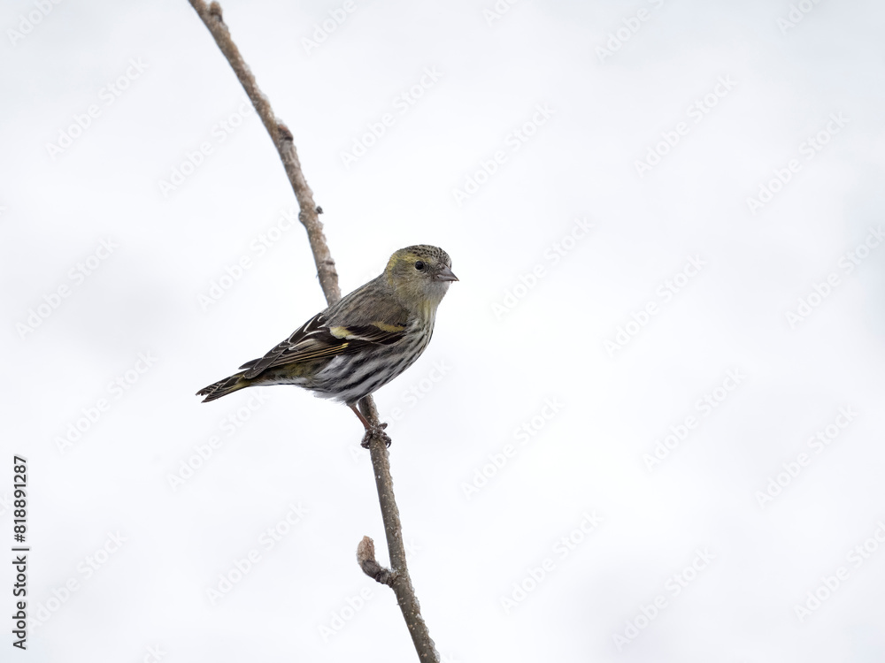 Siskin, Carduelis spinus