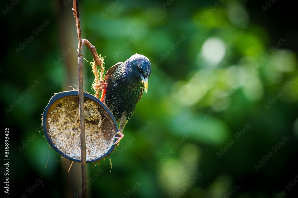 Starlings feeding