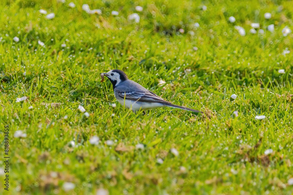 Obraz premium A small bird white wagtail is walking through a field of grass and flowers