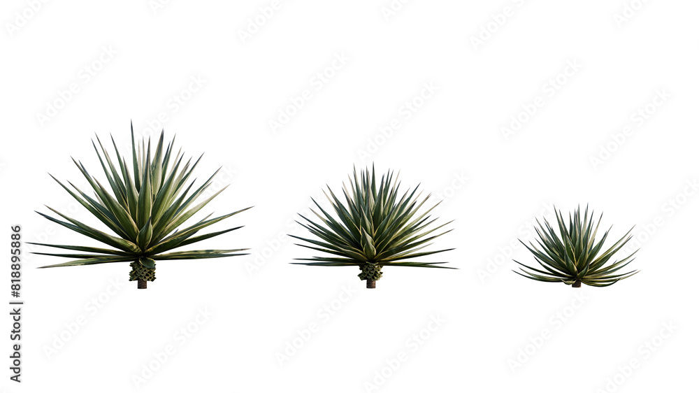 Fototapeta premium Isolated Agave Angustifolia plant for post production.