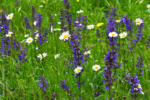 Beautiful wildflowers at springtime close up