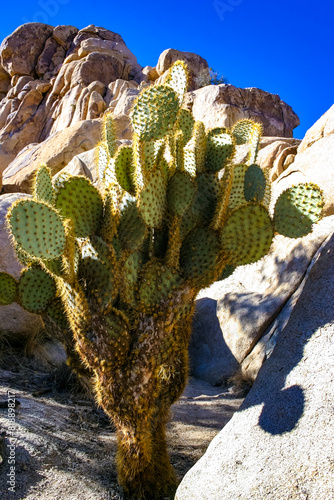 dollarjoint prickly pear Cactus (Opuntia chlorotica), Mojave Desert Joshua Tree National Park, CA photo