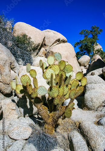 dollarjoint prickly pear Cactus (Opuntia chlorotica), Mojave Desert Joshua Tree National Park, CA photo