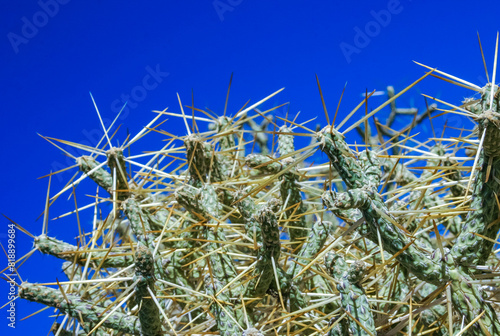 Branched pencil cholla (Cylindropuntia ramosissima) - segmented stem of a cactus with long spines in a rock desert near Joshua Tree NP, California