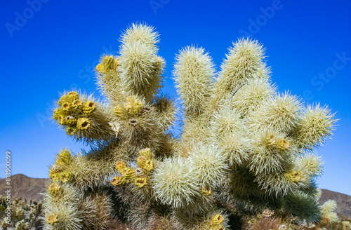 (Cylindropuntia bigelovii) - cactus shape with long silvery spines with rock desert near Joshua Tree NP