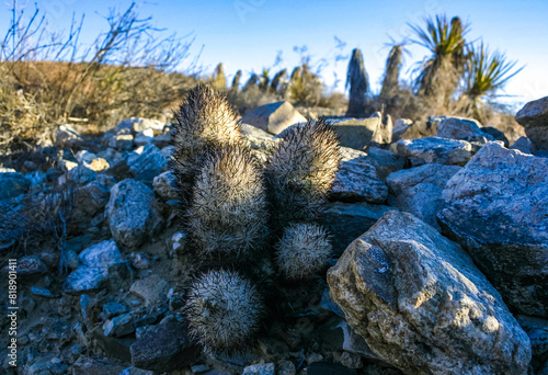 Escobaria chlorantha-miniature frost-resistant cactus in a rock crack in a rock desert in Joshua Tree National Park, California photo