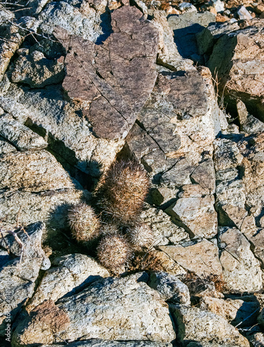 Escobaria chlorantha-miniature frost-resistant cactus in a rock crack in a rock desert in Joshua Tree National Park, California photo