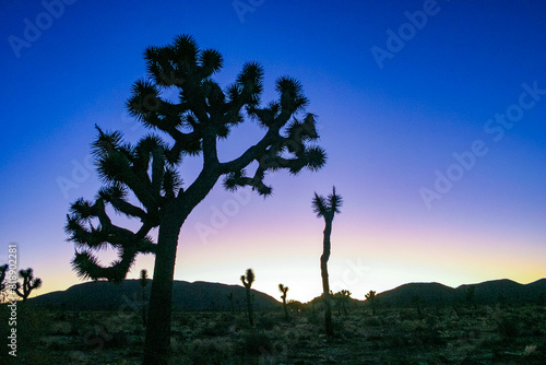Joshua tree, yucca palm (Yucca brevifolia) -  silhouette of a giant Yucca tree against the evening sky in Joshua Tree NP, California