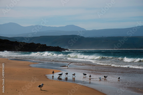 Sea gulls squabble on central beach, Plettenberg Bay. photo