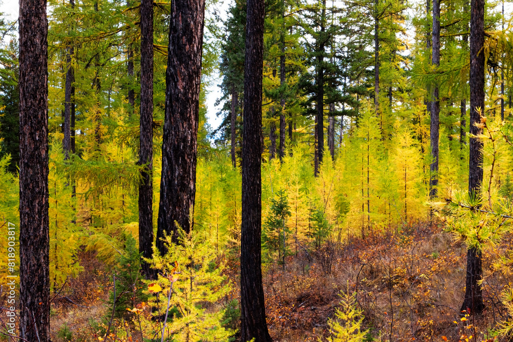 Fototapeta premium East Kootenay Mountain Scene