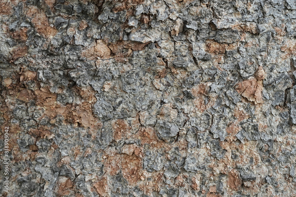 texture of tree texture of tree
