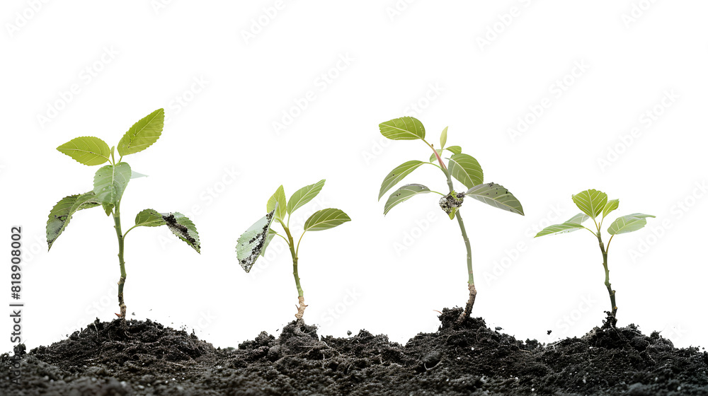 Small tree saplings with dirt isolated on transaprent background Small tree saplings with dirt isolated on transaprent background