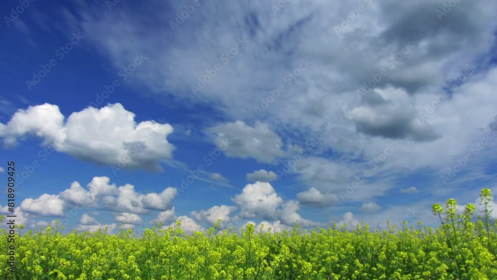 Beautiful flowering rapeseed yellow field under blue sky with clouds background, time lapse 4k Beautiful flowering rapeseed yellow field under blue sky with clouds background, time lapse 4k