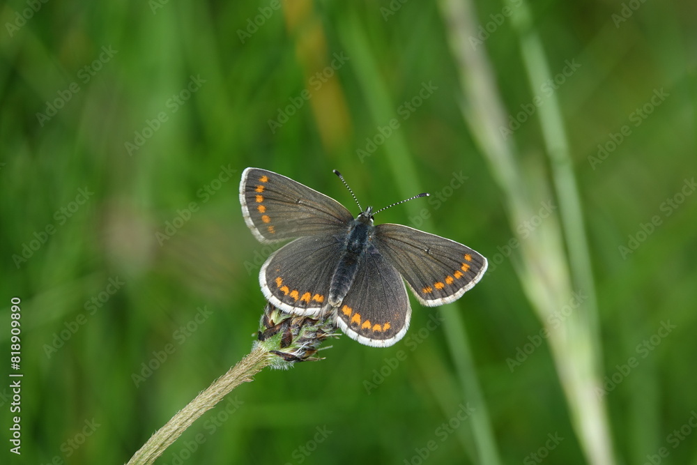 brown argus butterfly (Aricia agestis)