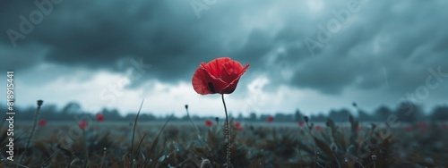 Beautiful red poppy flower close up storm clouds background. Wild spring flower on a meadow.Lonely poppy blossom on wild field.Flower for Remembrance Day, Memorial Day.Rural landscape with red plant photo