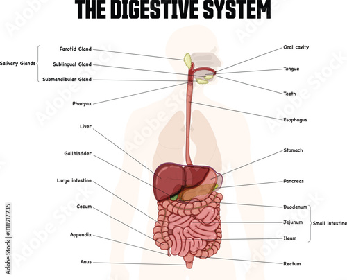 The digestive system labeled diagram. The picture shows the significant structures of the digestive tract.