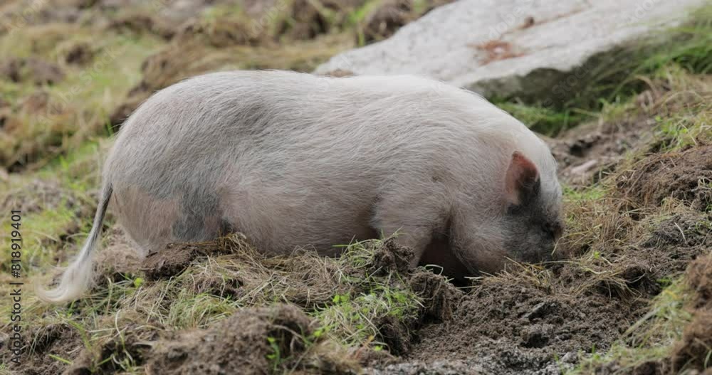 Black pig on a farm.