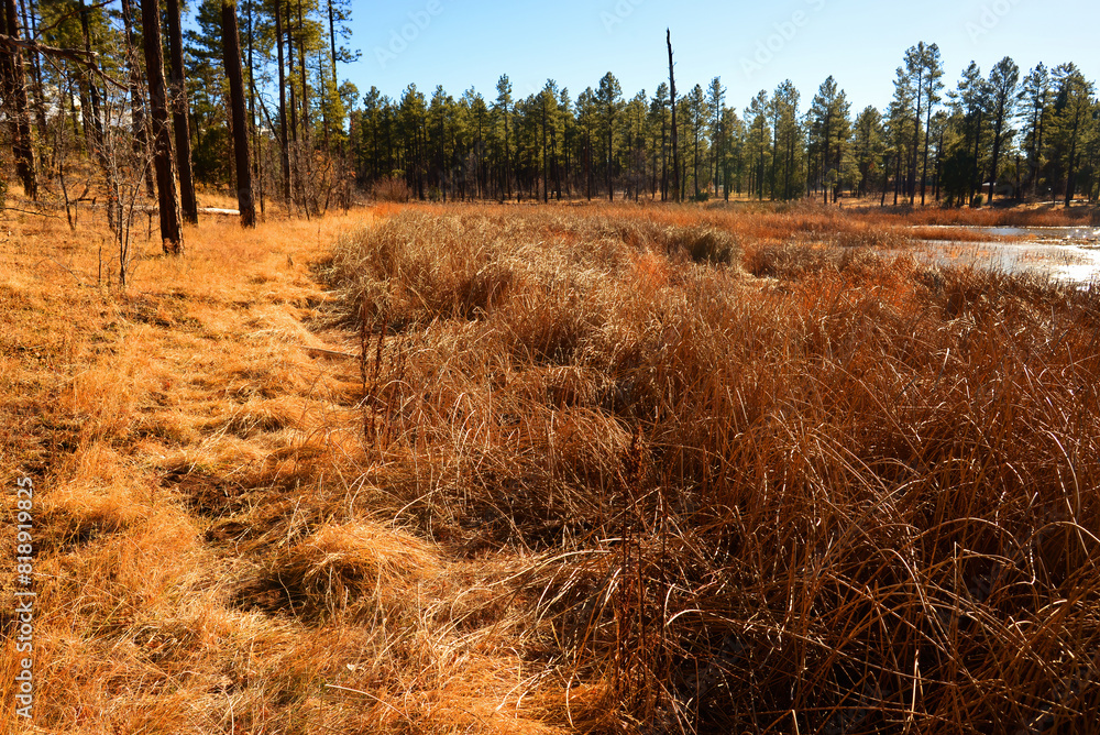 Fototapeta premium Lake of the Woods Arizona