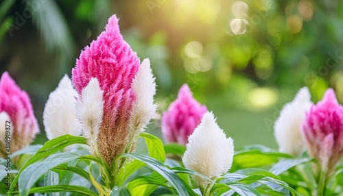celosia argentea pink and white tropical romantic flower in vietnam on natural background photo
