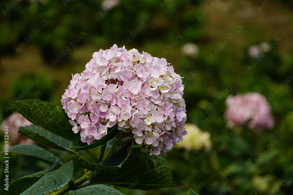 Close-up of hydrangeas blooming in the garden Close-up of hydrangeas blooming in the garden