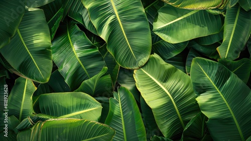 Multiple banana leaves layered together, creating a lush, green background with a tropical ambiance. photo