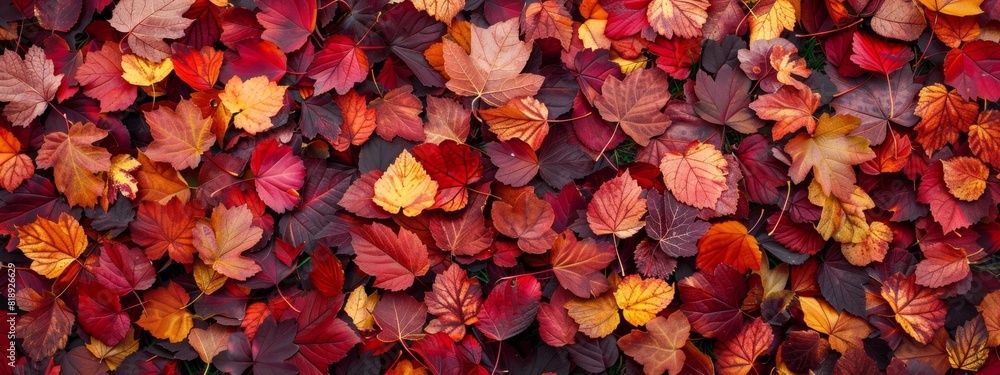 A pattern of autumn leaves in shades of red, orange, and yellow, scattered on a forest floor. A pattern of autumn leaves in shades of red, orange, and yellow, scattered on a forest floor.