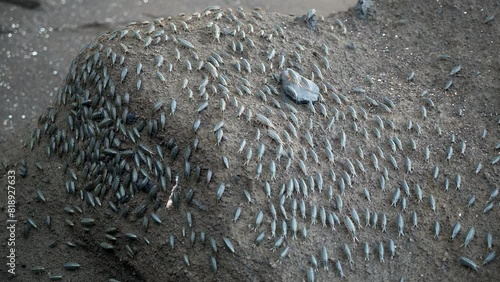 A swarm of Ligia oceanica or sea roach in Jeju Island, South Korea. Sea bugs leaving on the beach near Seongsan Ilchulbong. High quality 4k footage. photo