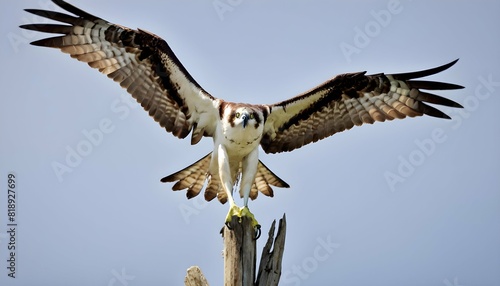 A fierce icon of an osprey with a fish in its talo upscaled_8 photo