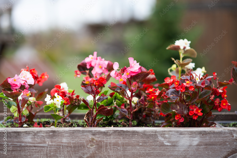 Natural floral composition in wooden pot on street. Colorful begonia flowers. Modern city gardening, Scandinavian decoration. Natural floral composition in wooden pot on street. Colorful begonia flowers. Modern city gardening, Scandinavian decoration.