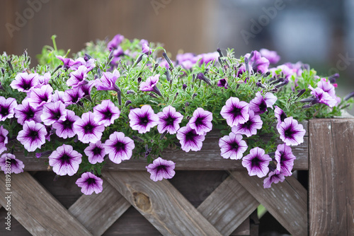 Natural floral composition in wooden pot on street. Purple petunia flowers. Modern city gardening  Scandinavian decoration.