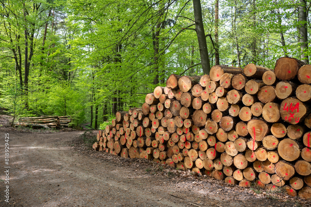 Firewood stored in the forest