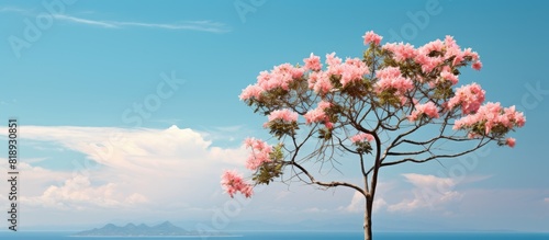 A tropical Hawaiian tree with delicate pale pink flowers blooming against a stunning backdrop of a turquoise blue sky providing ample copy space for images
