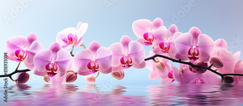 Close up photos of pink orchids with a clear and focused image providing ample copy space