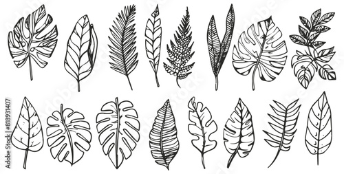 Tropical leaves depicted in doodle style, featuring hand-drawn black line design elements. Exotic summer botanical illustrations include Monstera leaves, palm, and banana leaf.