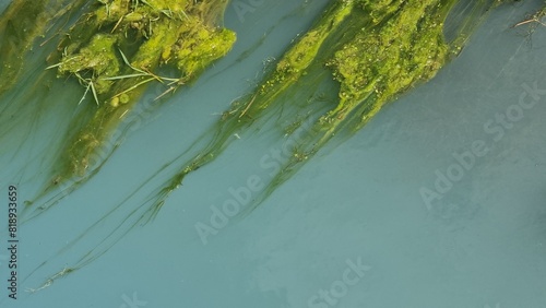 Green algae and plants submerged in clear blue water, creating a natural and serene aquatic scene. Aerial view of  river flow green algae in clear blue water, showcasing the natural aquatic landscape