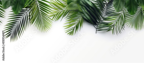Tropical palm leaves arranged in a top view or flat lay on a white background for a copy space image