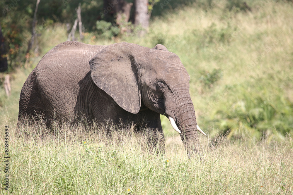 Obraz premium Afrikanischer Elefant / African elephant / Loxodonta africana