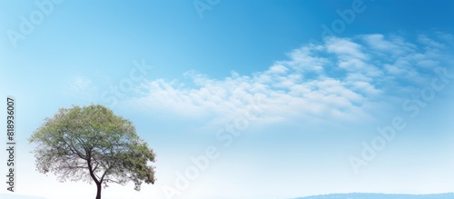 A stunning nature background featuring a tree against a blue sky providing ample copy space for text